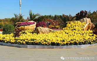 陽光(guāng)園林(lín)承辦的(de)2020年(nián)河(hé)口鳴翠湖(hú)菊花(huā)展盛大(dà)開(kāi)幕
